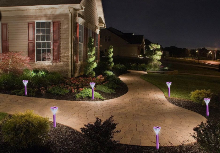 USL-C-420/PT305 PINK CROCUS_